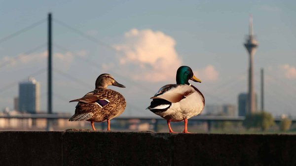 Quels sont les effets de la pollution sonore sur la faune urbaine et comment les atténuer?