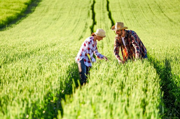 Quels sont les avantages et les défis de l'agriculture verticale en milieu urbain?